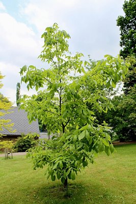 Carya ovata - ořechovec vejčitý - jarní habitus